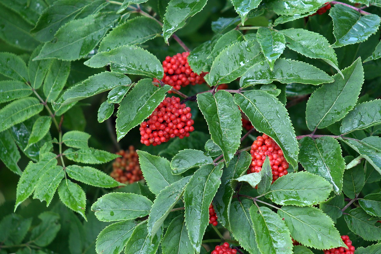 berry red red berries free photo