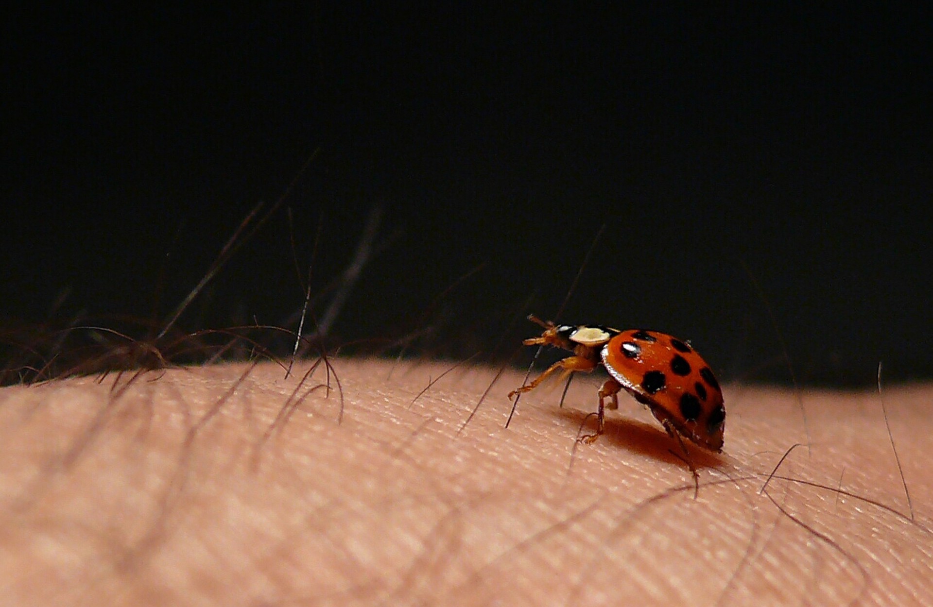 ladybug insect ladybug free photo
