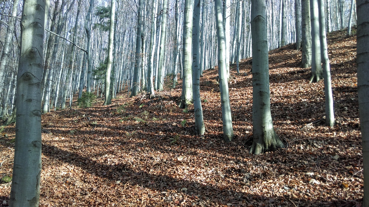 beskids poland mountain forest free photo