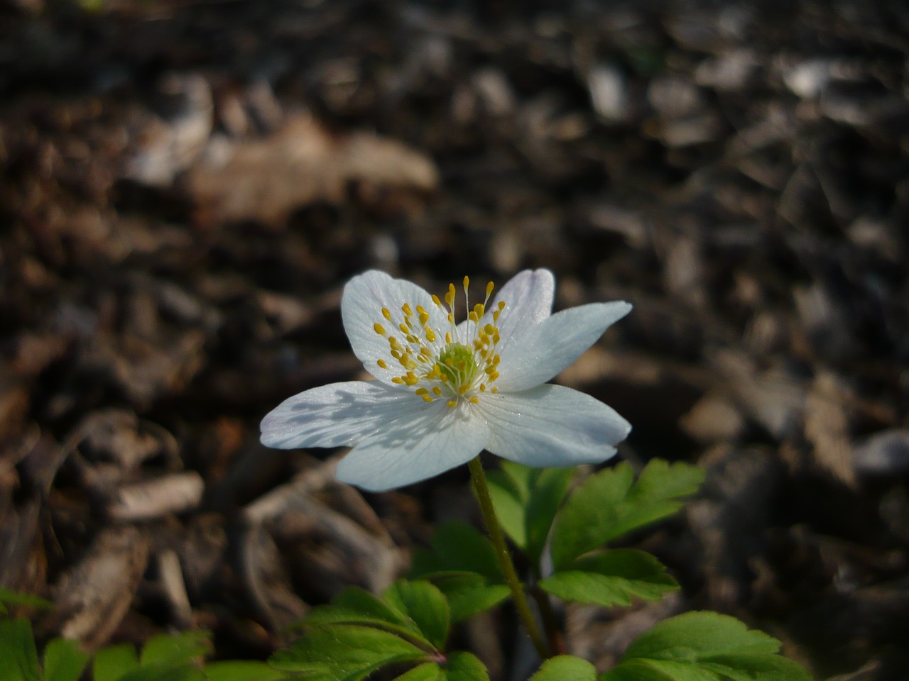 beskydy anemone spring free photo