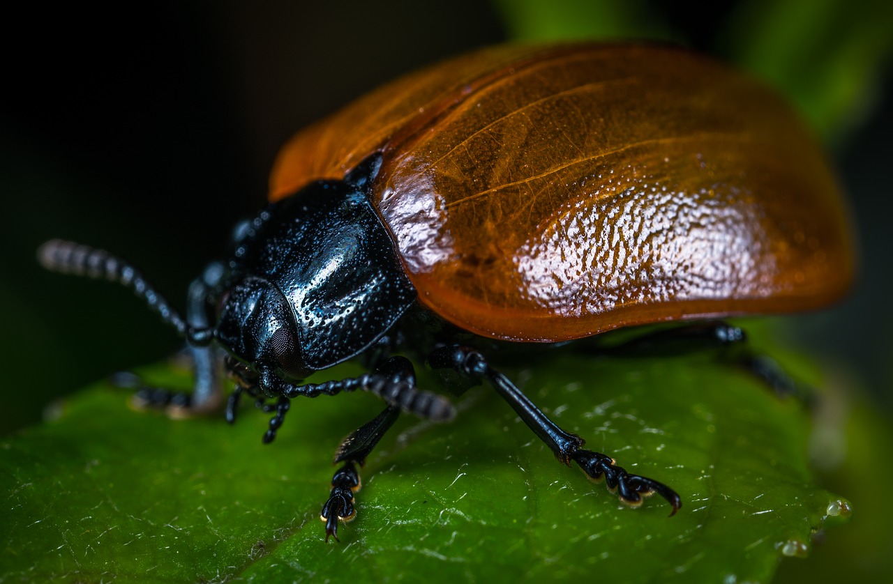bespozvonochnoe insect beetle free photo