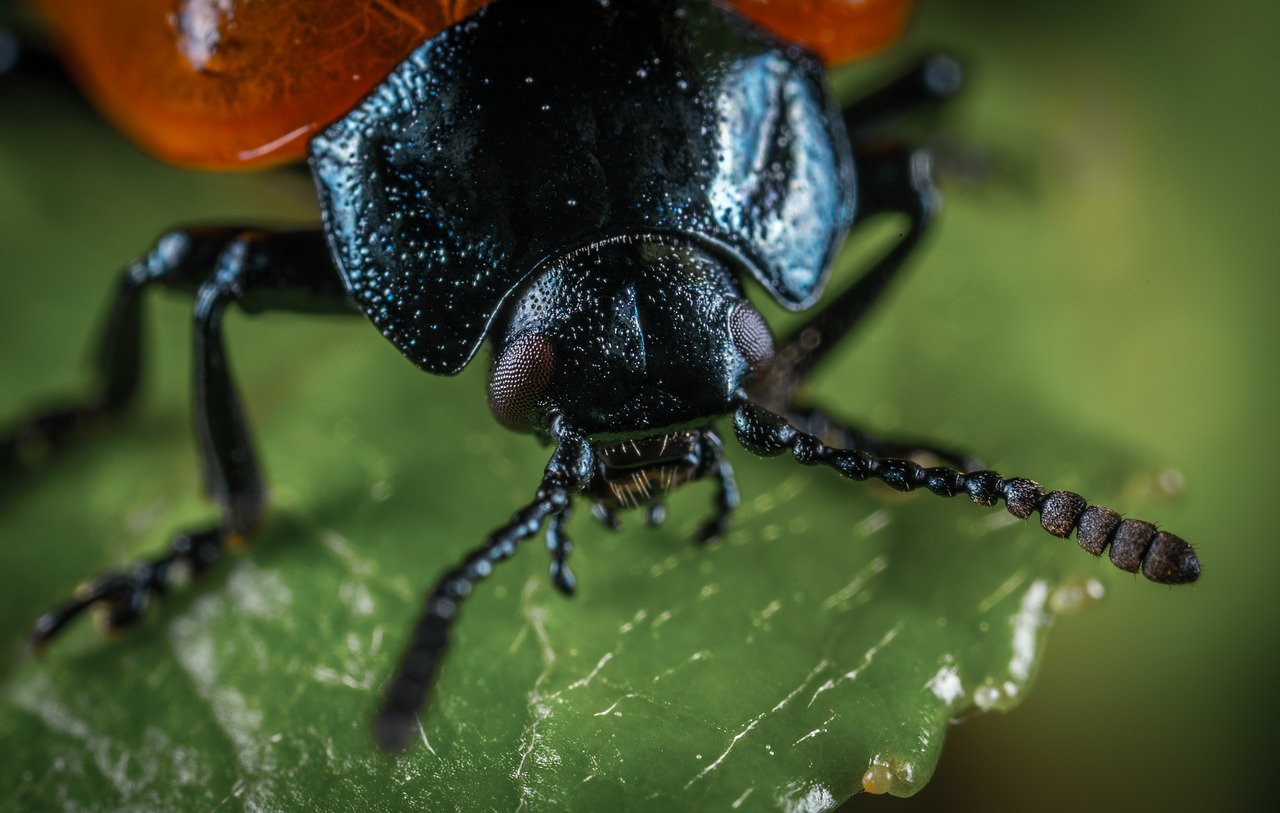 bespozvonochnoe insect beetle free photo