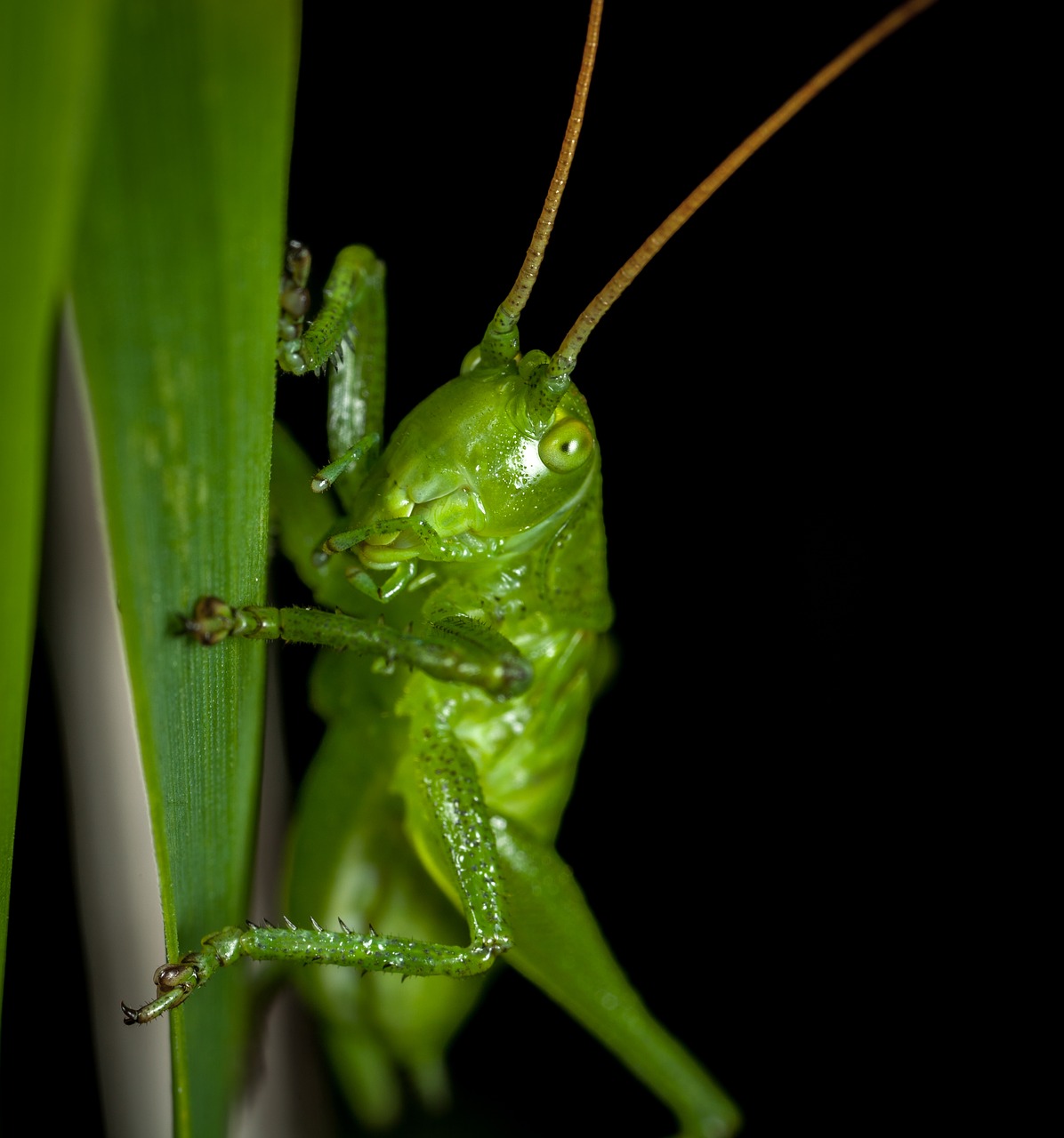 bespozvonochnoe grasshopper insect free photo