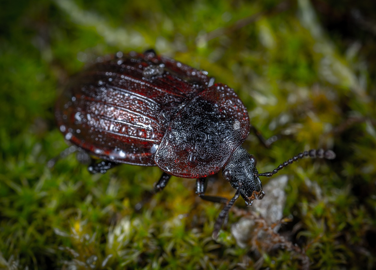 bespozvonochnoe  beetle  nature free photo