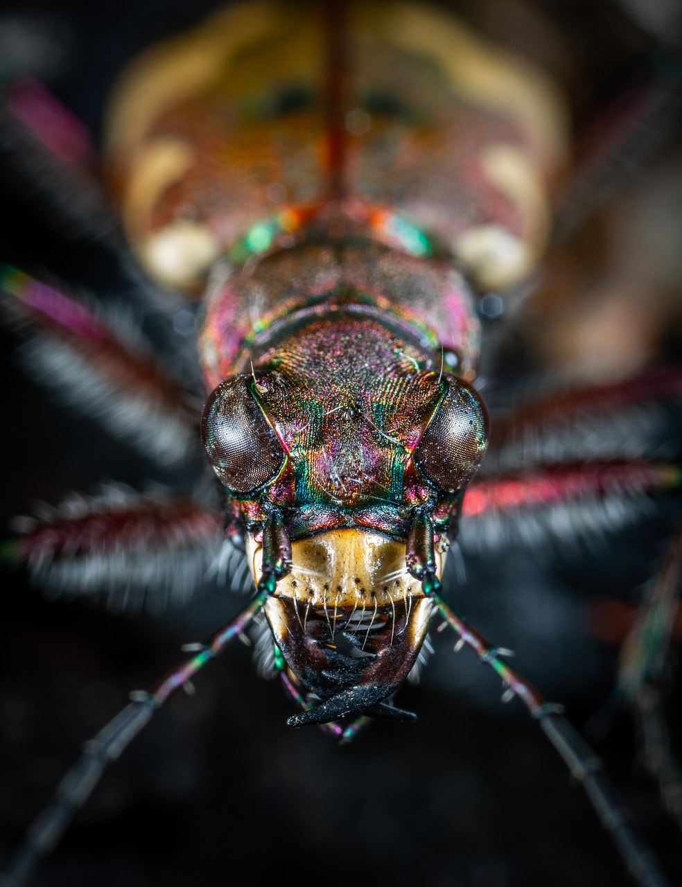 bespozvonochnoe  insect  beetle free photo