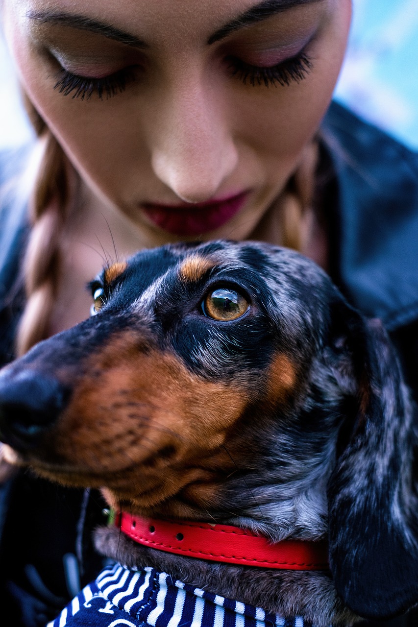 best friend dachshund dog free photo