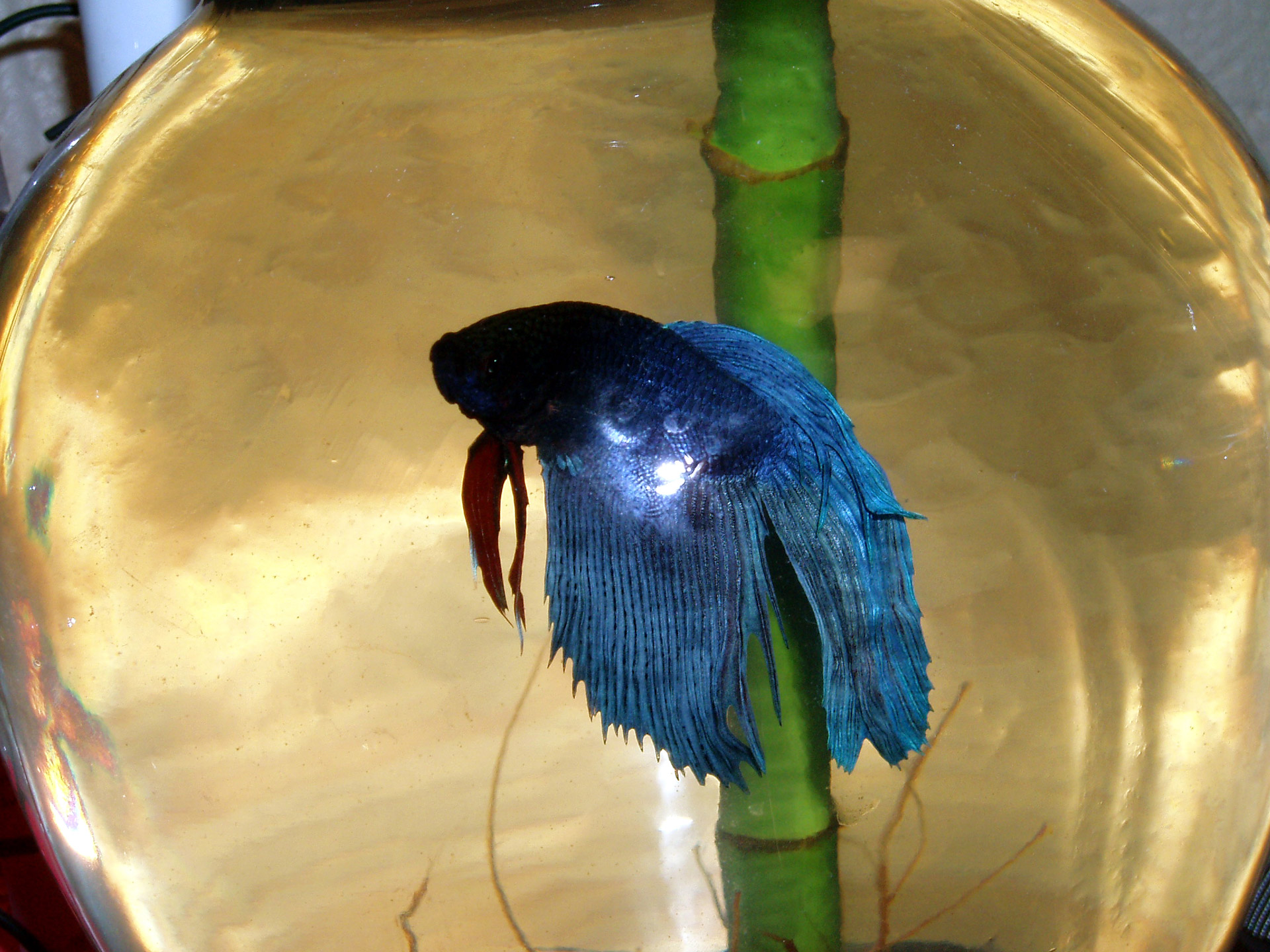 beta fish blue free photo