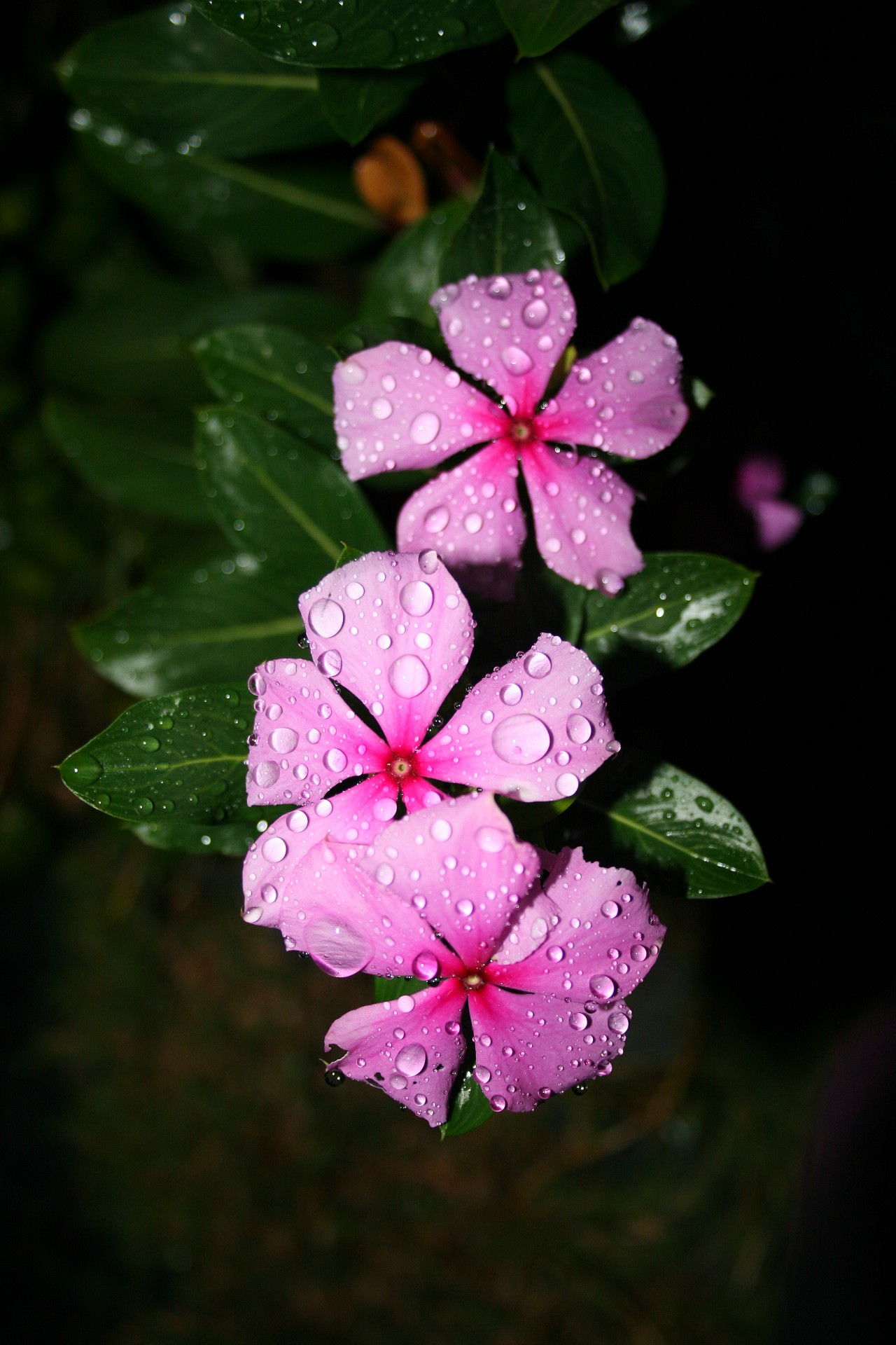 flower pink periwinkle free photo