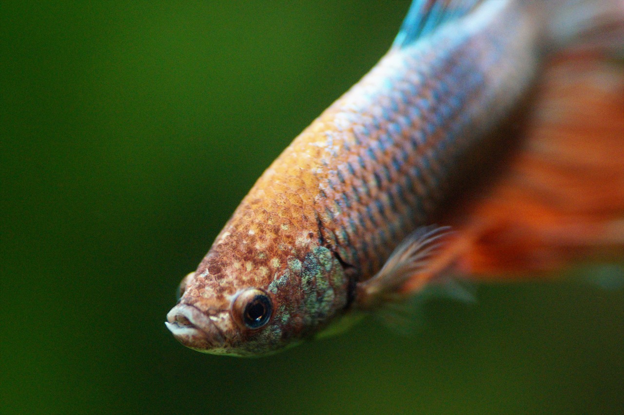 betta  warrior  beta free photo