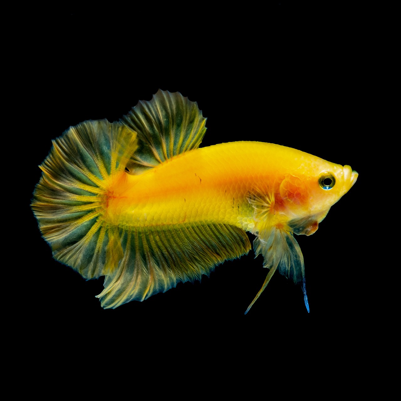 betta fish yellow  water  aquarium free photo