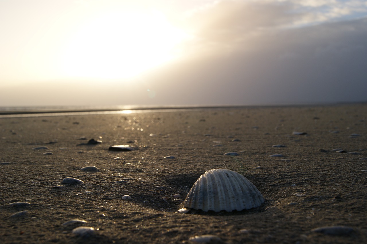 bettystown shells meath free photo