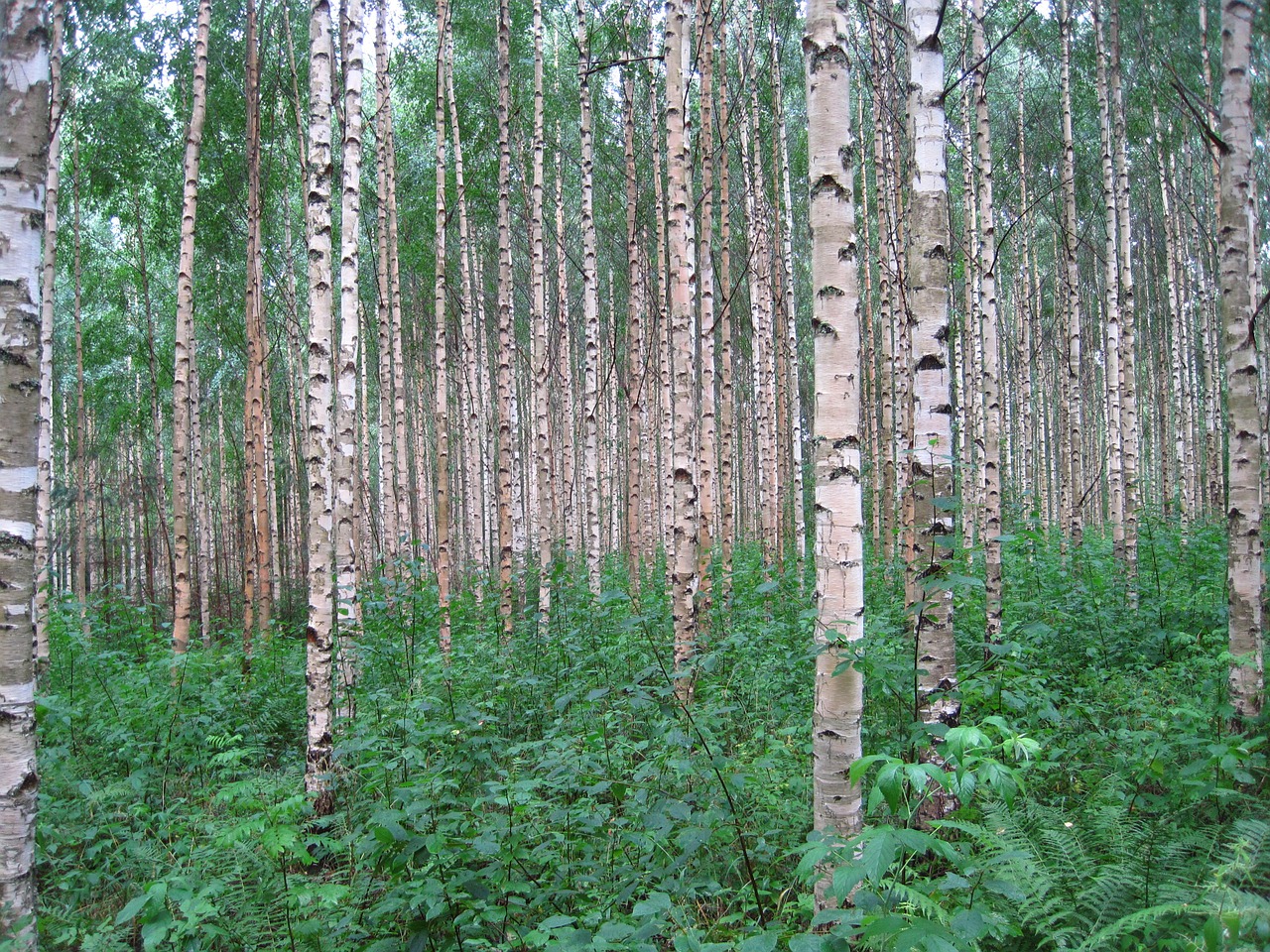 betula pendula birch trees free photo