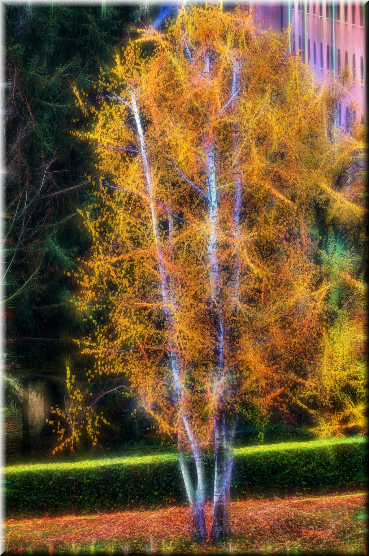 birch trees yellow free photo