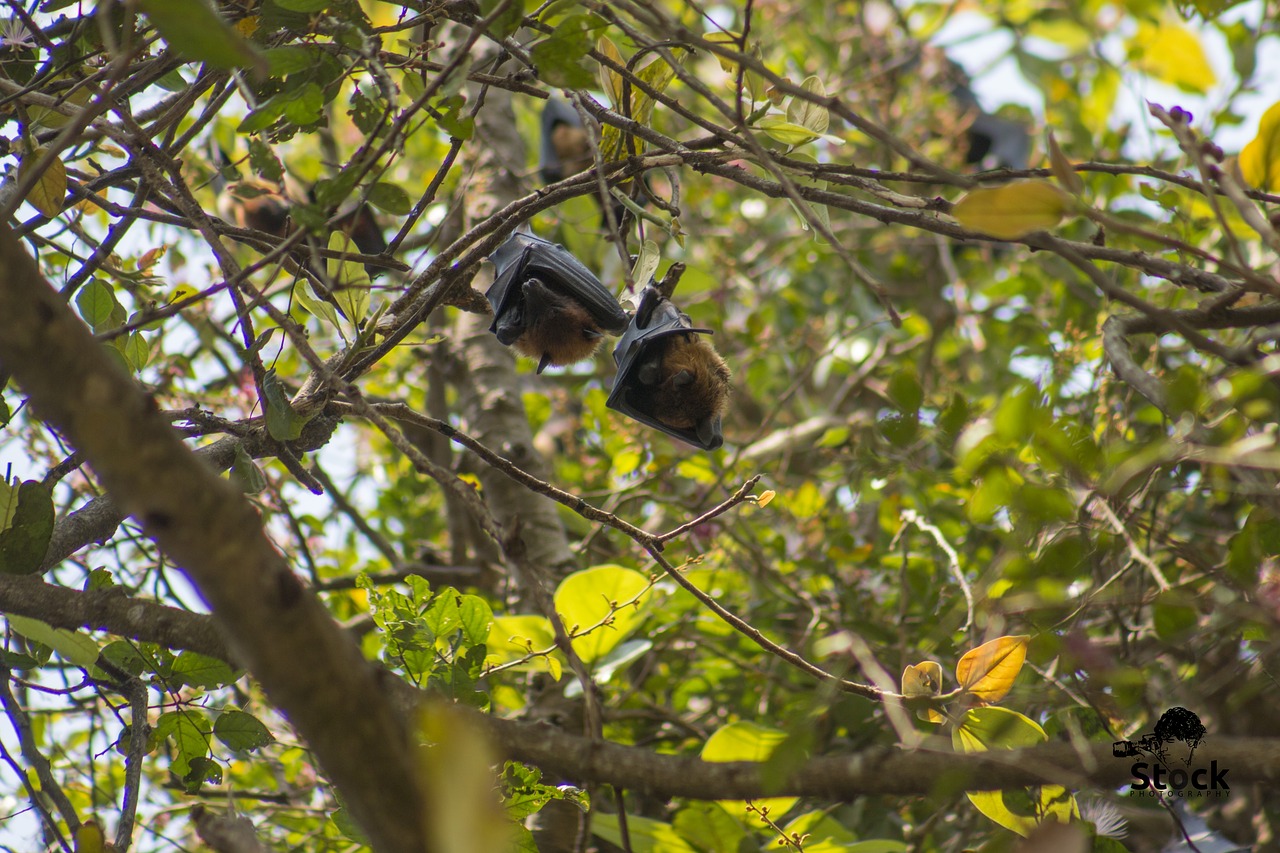 between bats bird 9265  between bats bird  bird free photo