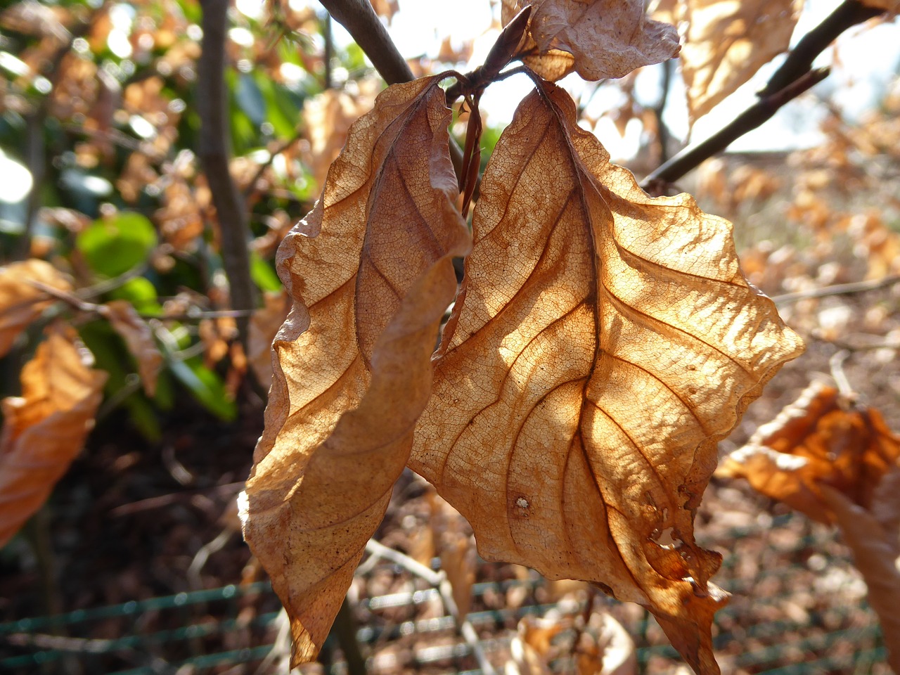 beukenblad veins sunlight free photo