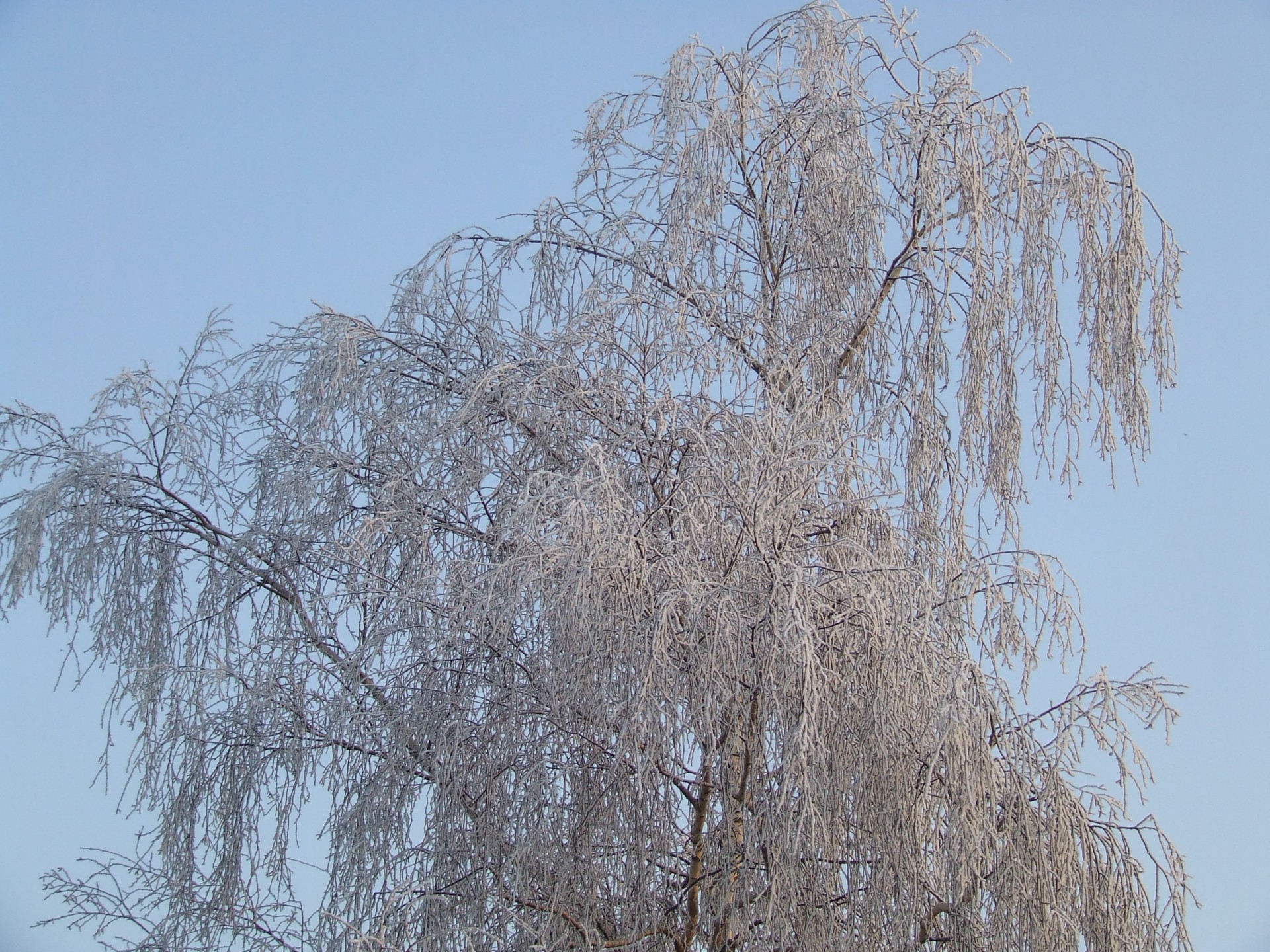 tree ice crystals frozen free photo