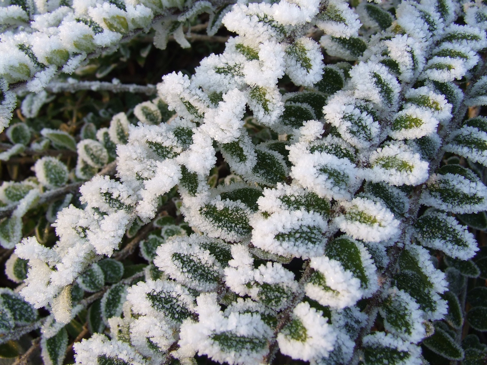 bush ice crystals frozen free photo