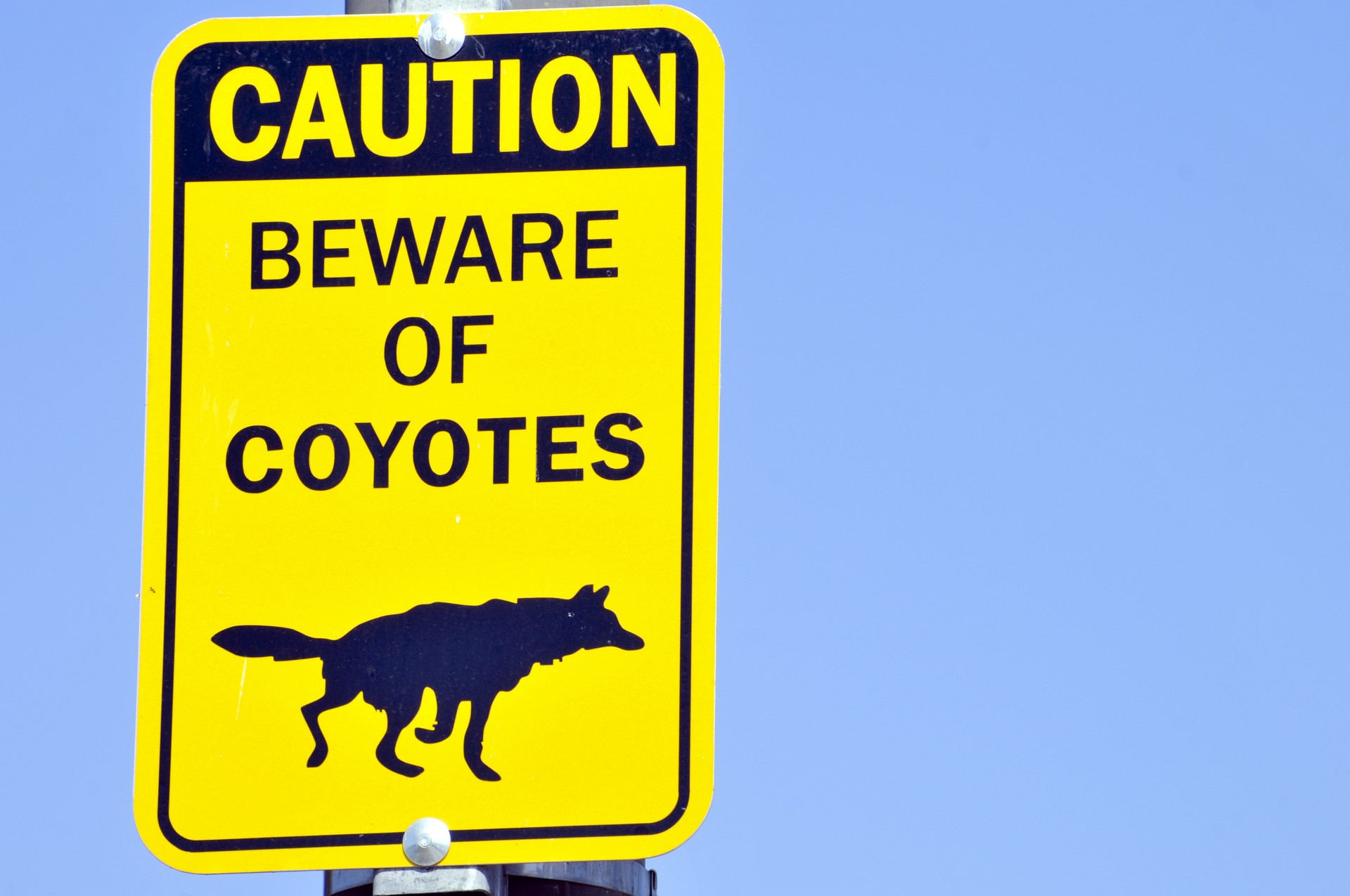 coyote coyotes danger free photo
