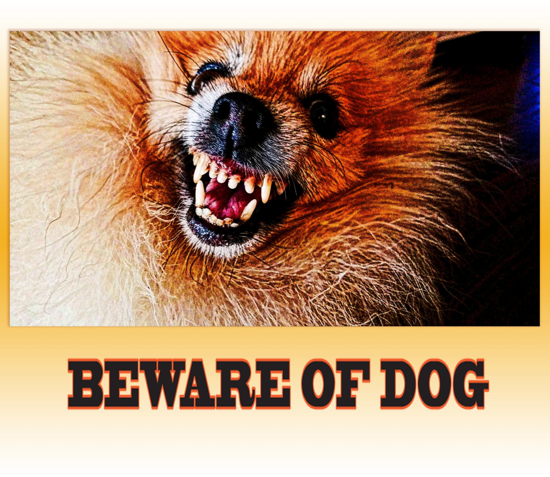 dog sign beware free photo
