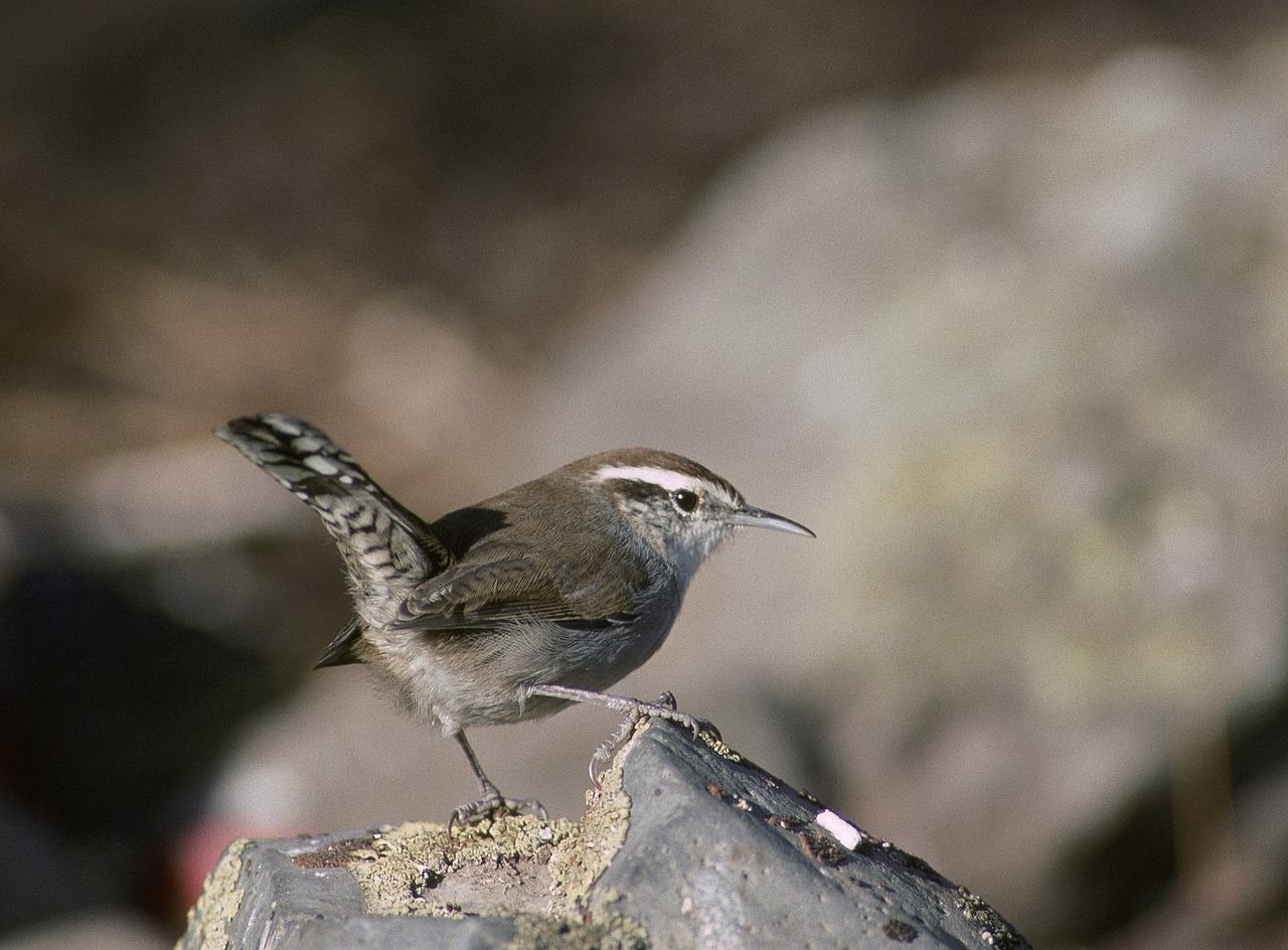 bewick's wren bird wildlife free photo