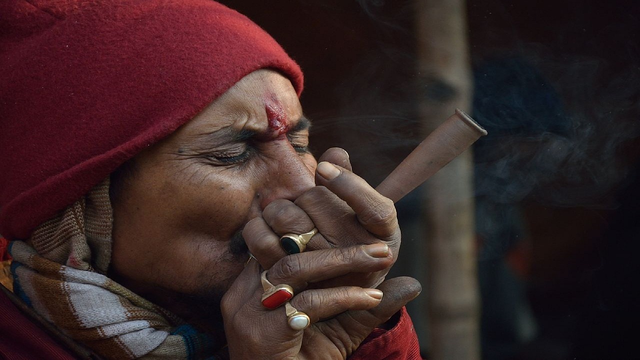 bhang marijuana india free photo