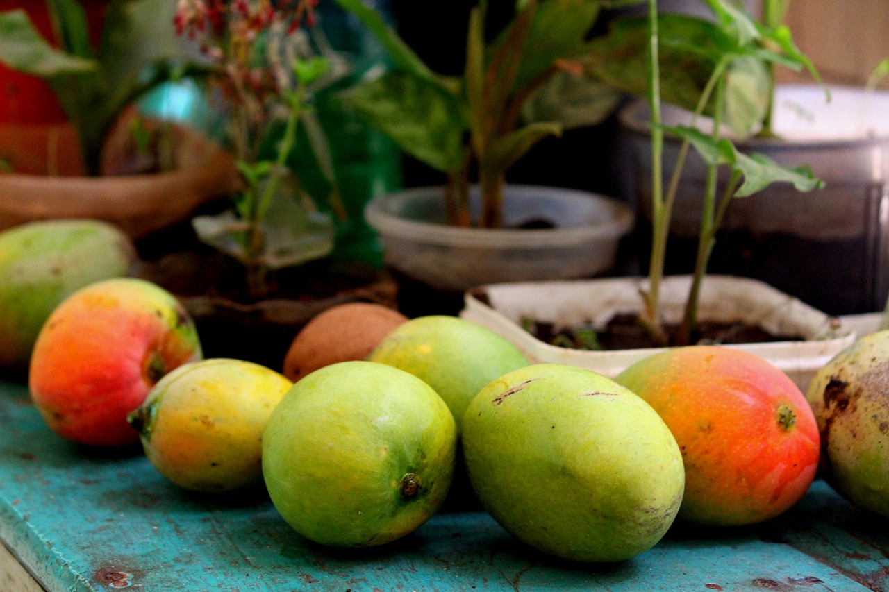 bharath india mango free photo