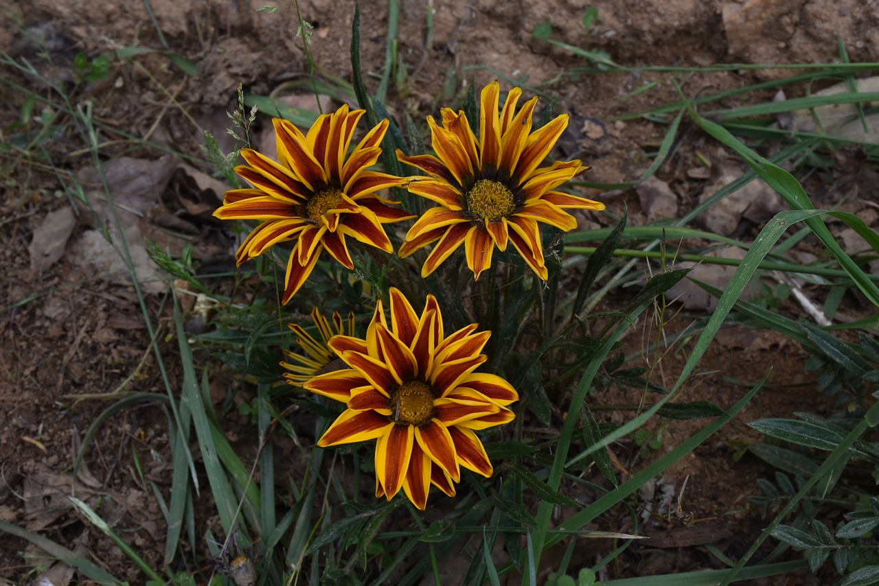 bhutan flower ojhal free photo
