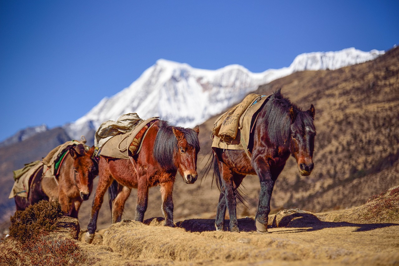 bhutan mountain horse free photo