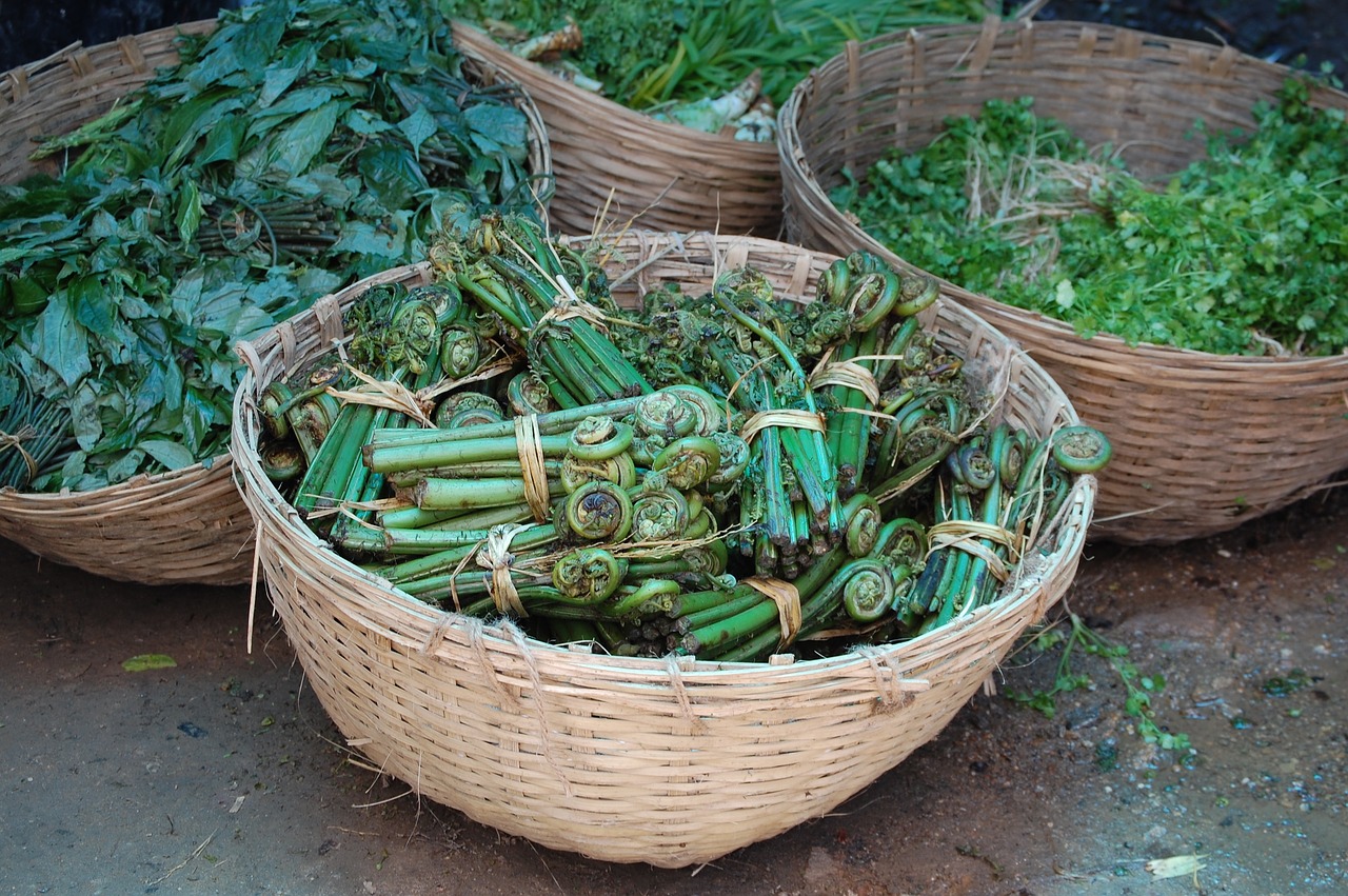 bhutan  fiddlehead ferns  organic free photo