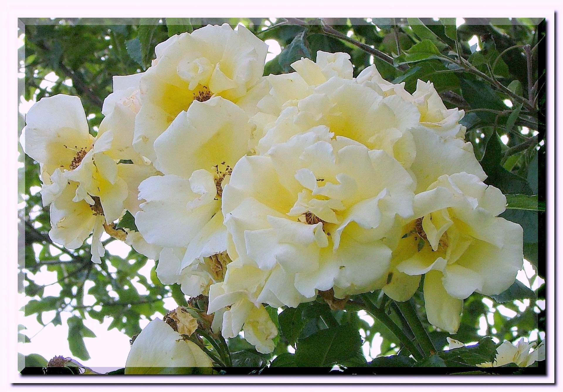 white flowers flower free photo