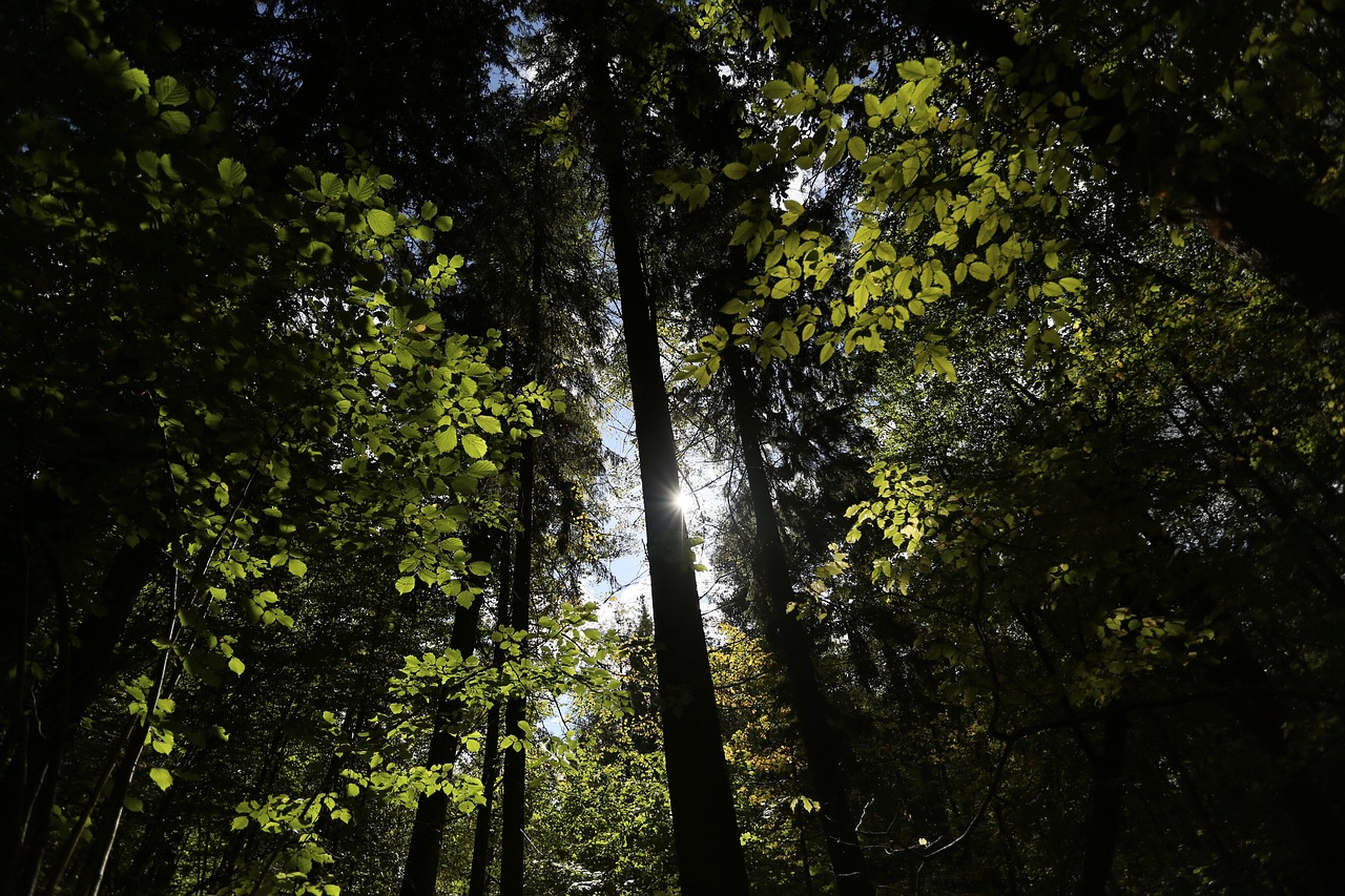 bialowieja forest forest poland free photo