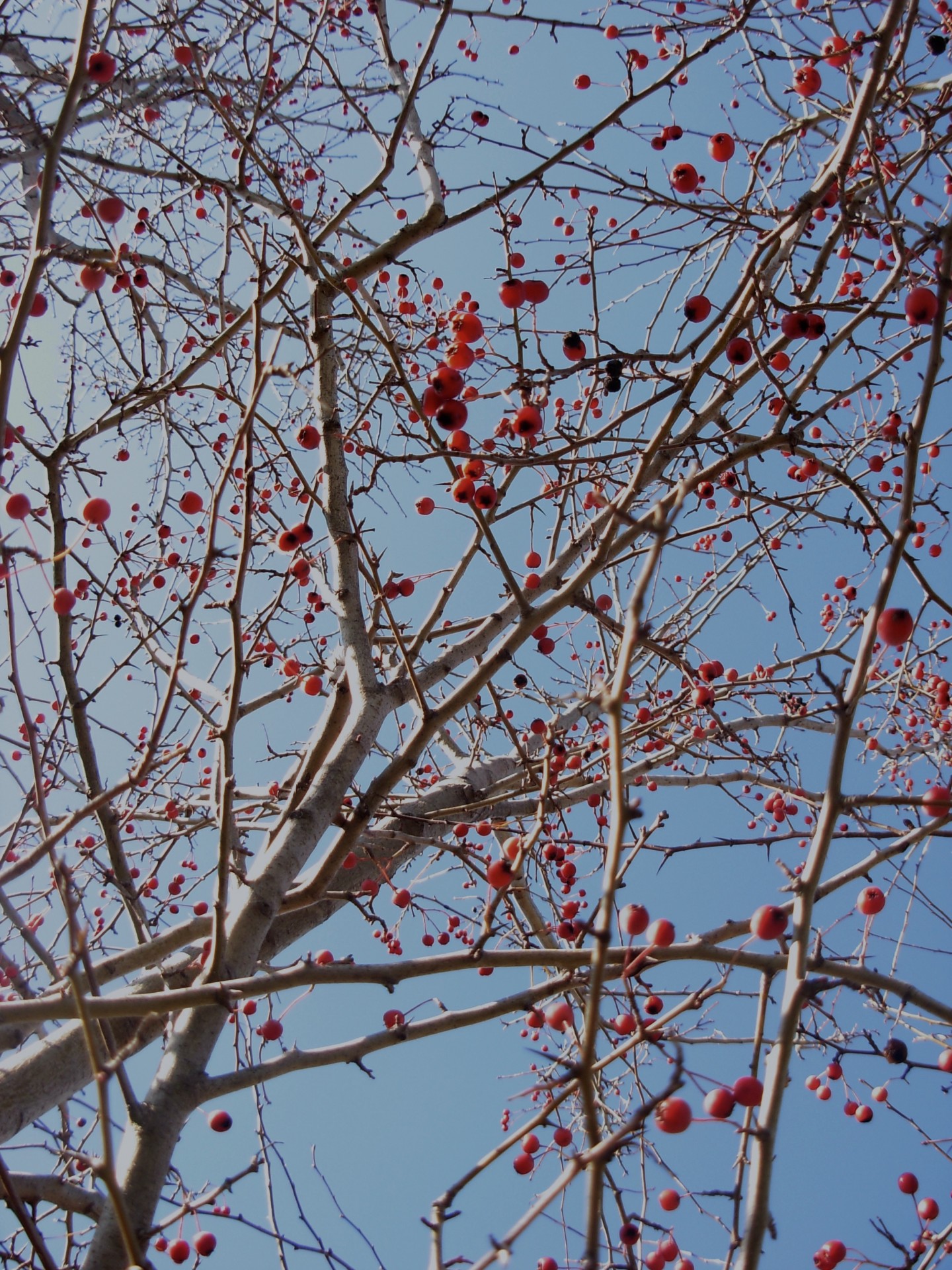 winter hawthorn berries hawthorn free photo