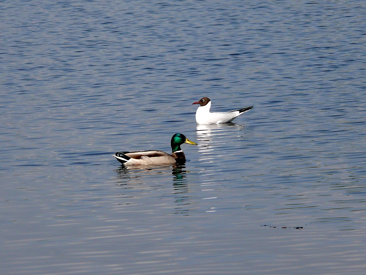 białobrzegi vistas birds free photo