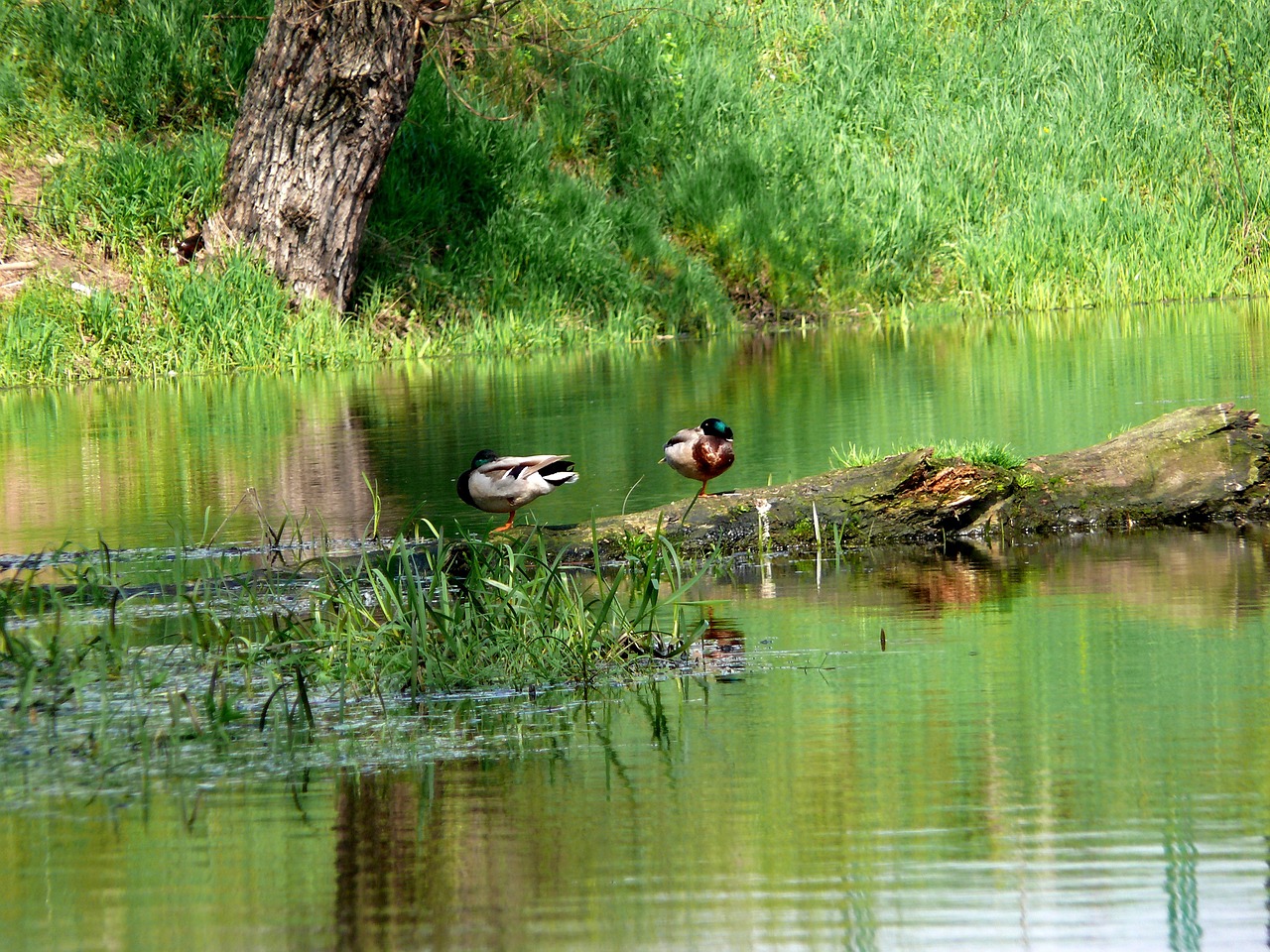 białobrzegi vistas birds free photo