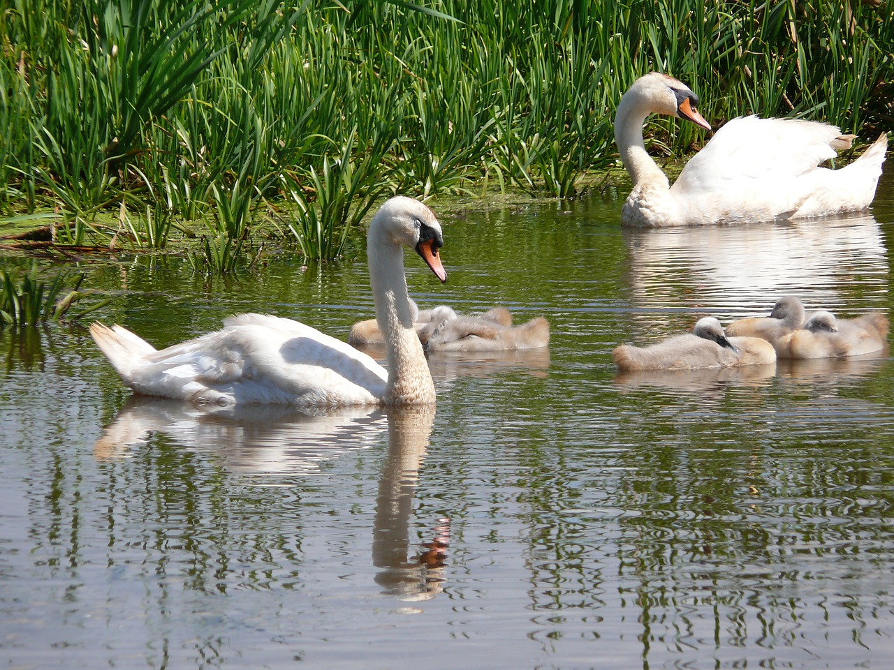 białobrzegi birds spring free photo