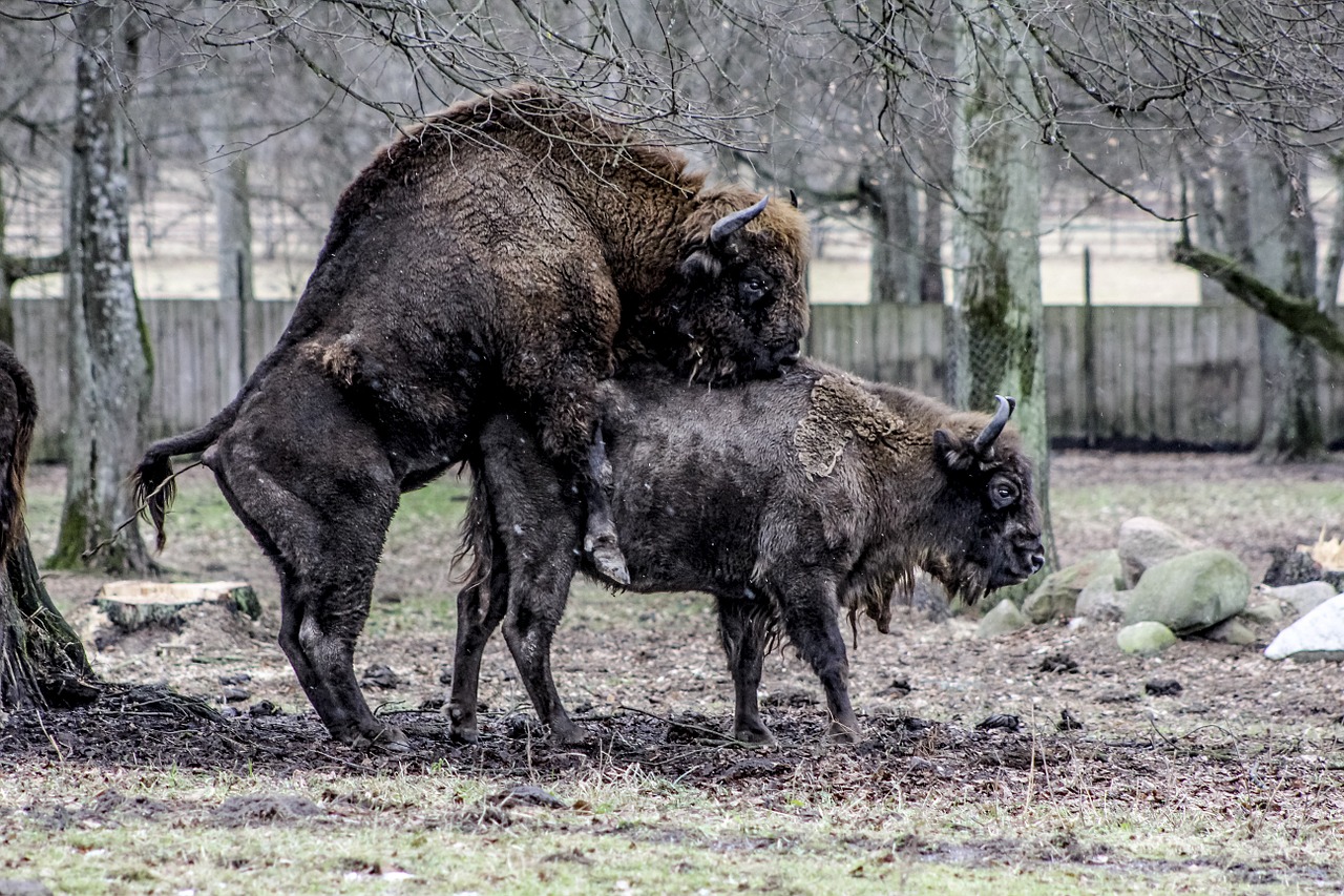 białowieża bison demonstration reserve free photo