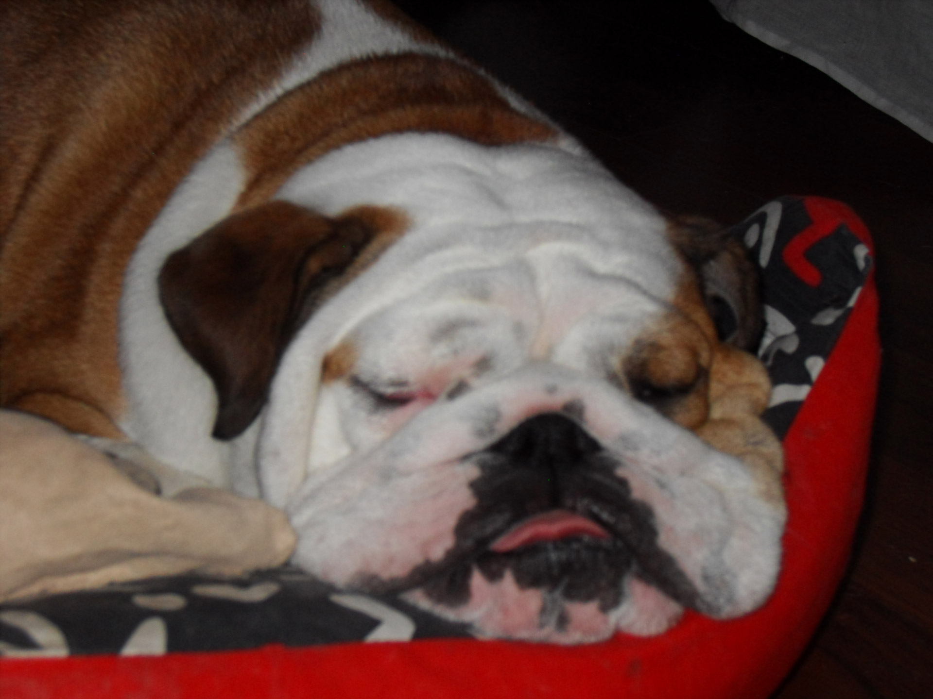 bulldog biba bull free pictures free photo