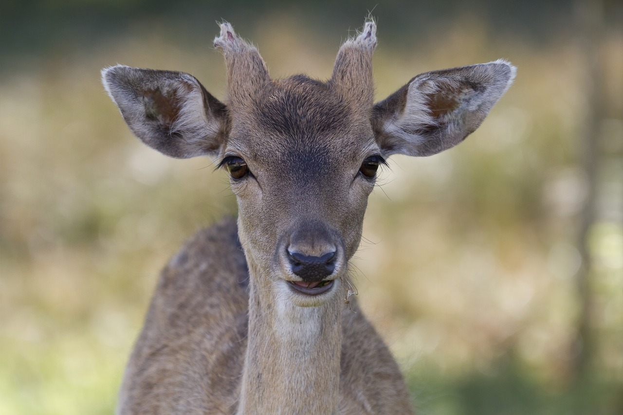 biche deer animal portrait free photo