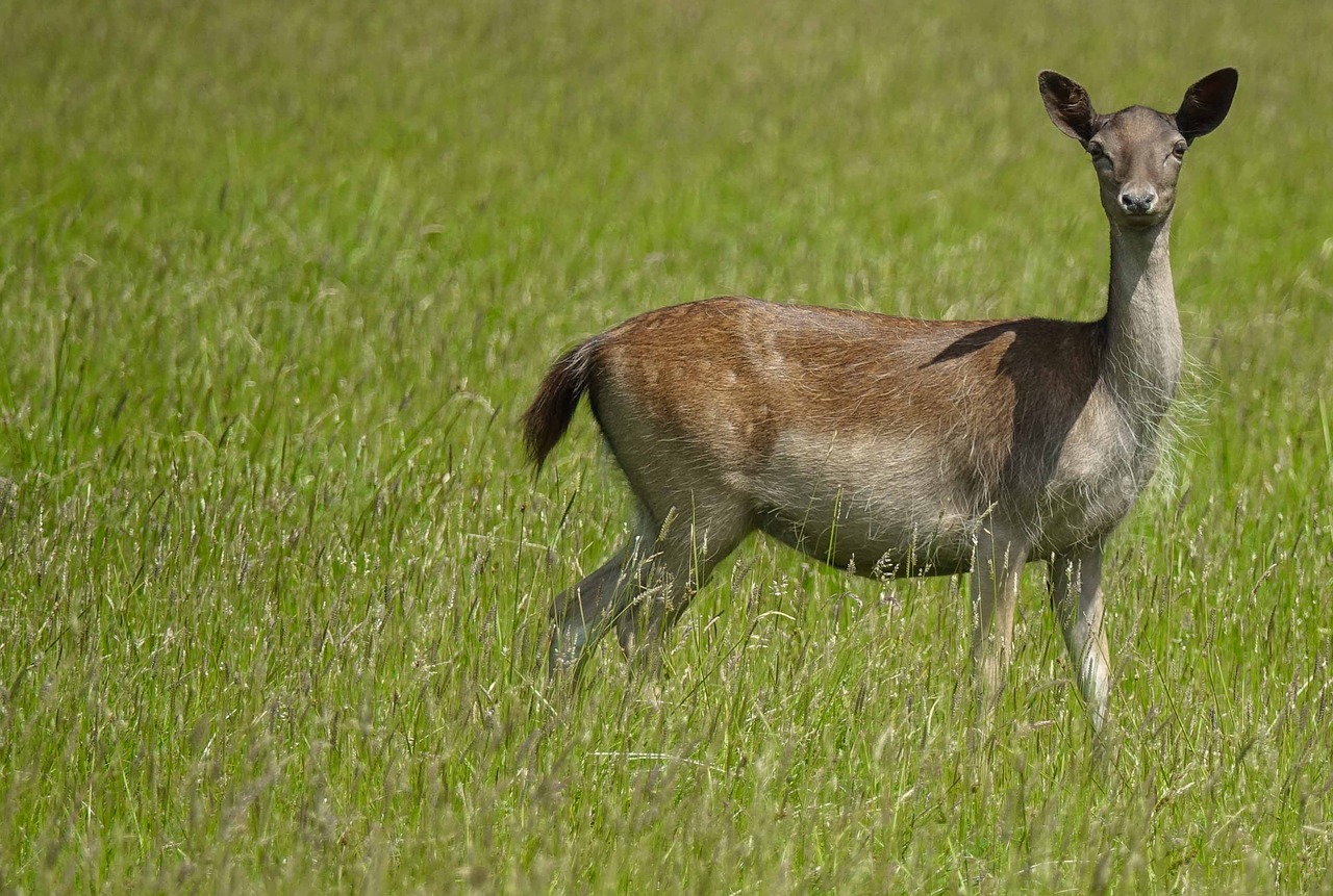 biche  animal  nature free photo