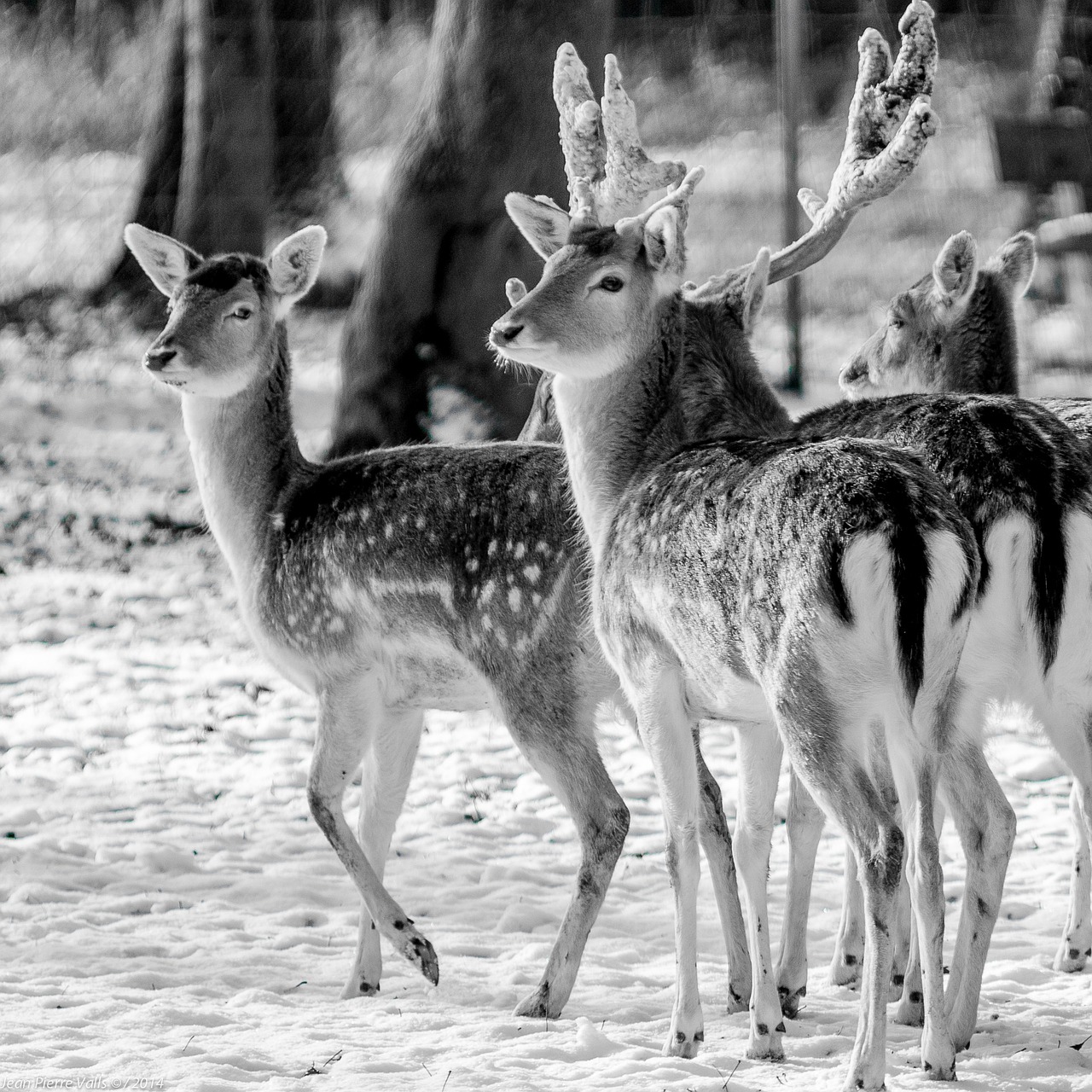biche deer animal free photo