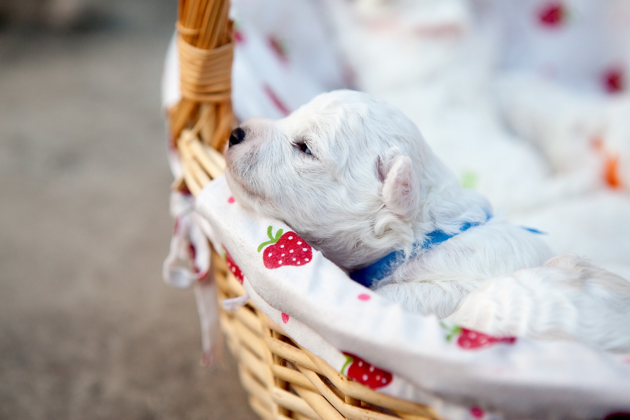 bichon puppy pets free photo