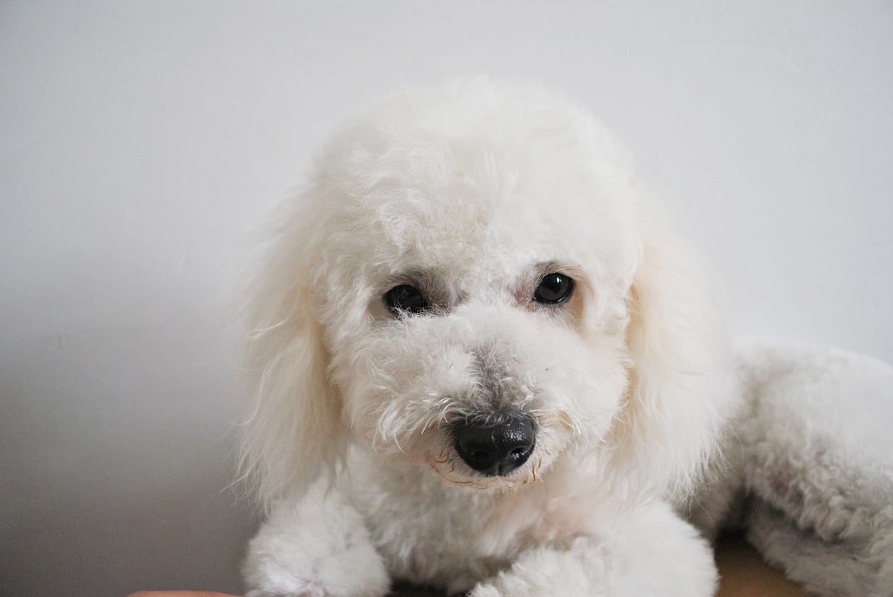 bichon dog cute free photo
