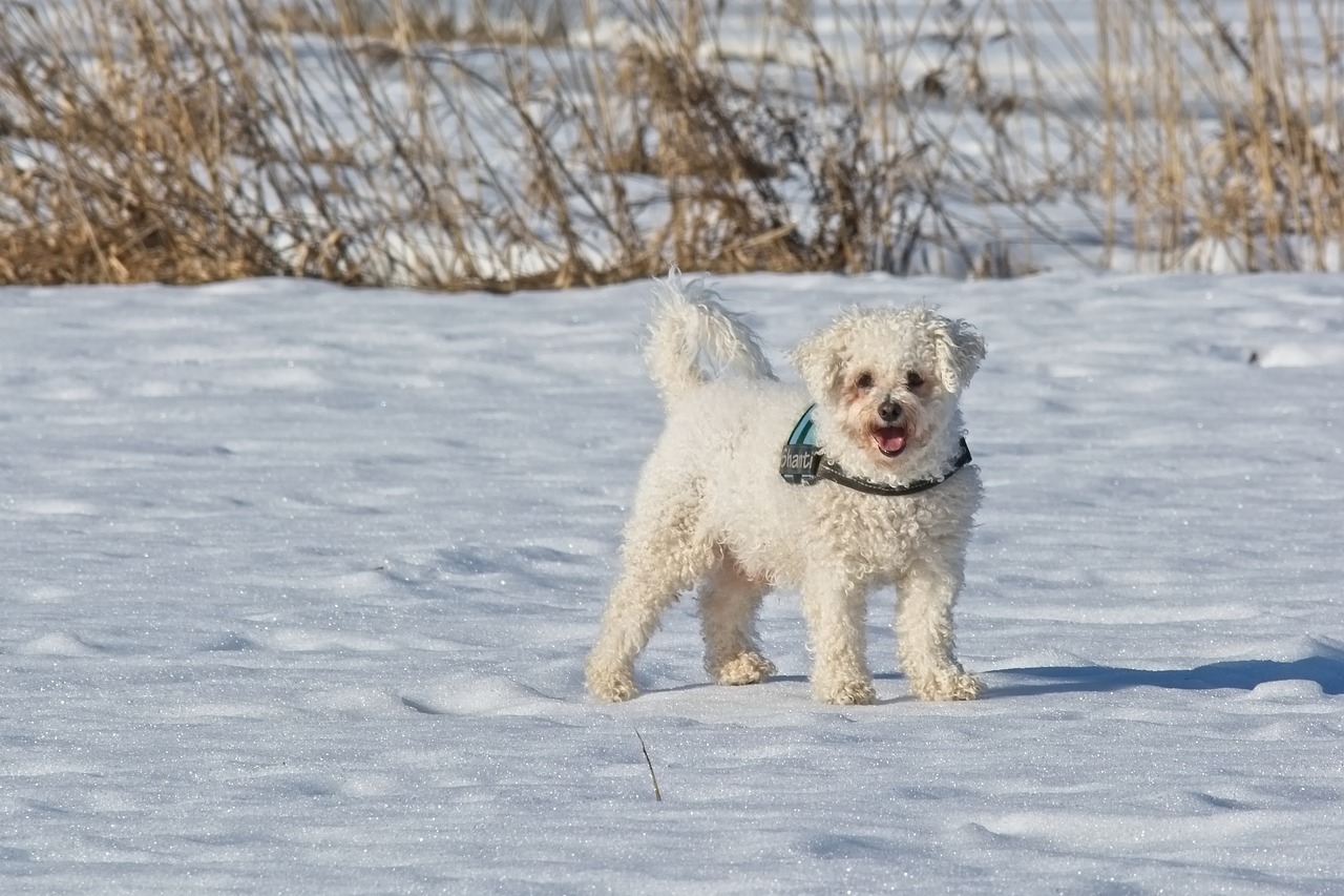 bichon frise  bichon  dog breed free photo