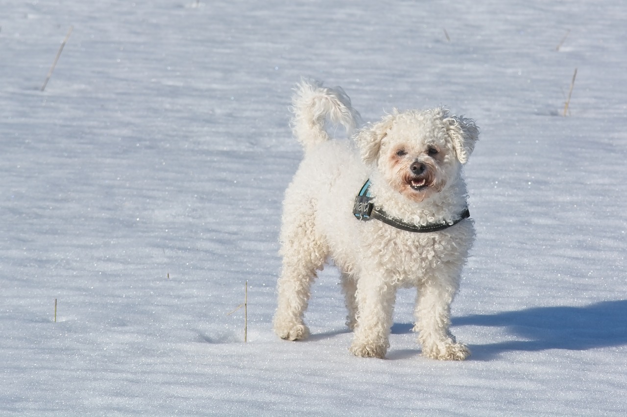 bichon frise  bichon  dog breed free photo