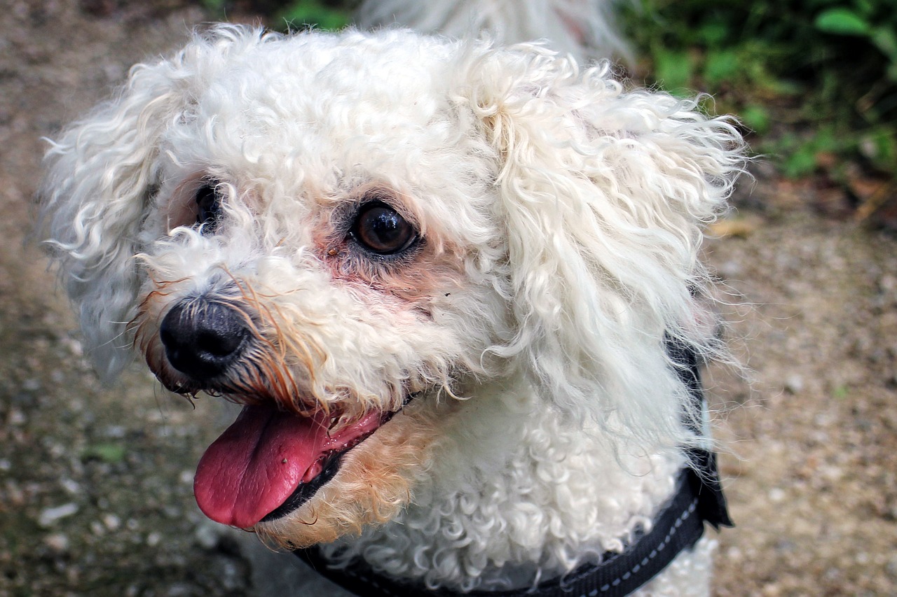 bichon frise bichoh dog free photo