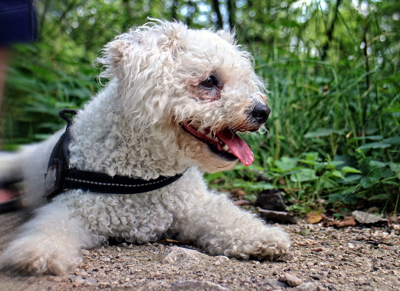 bichon frise bichoh dog free photo