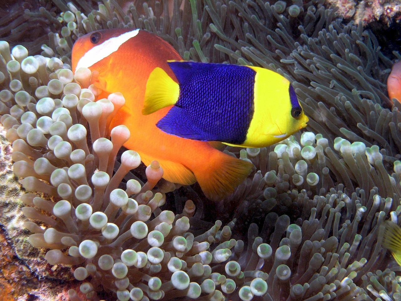 bicolor angelfish fish underwater free photo