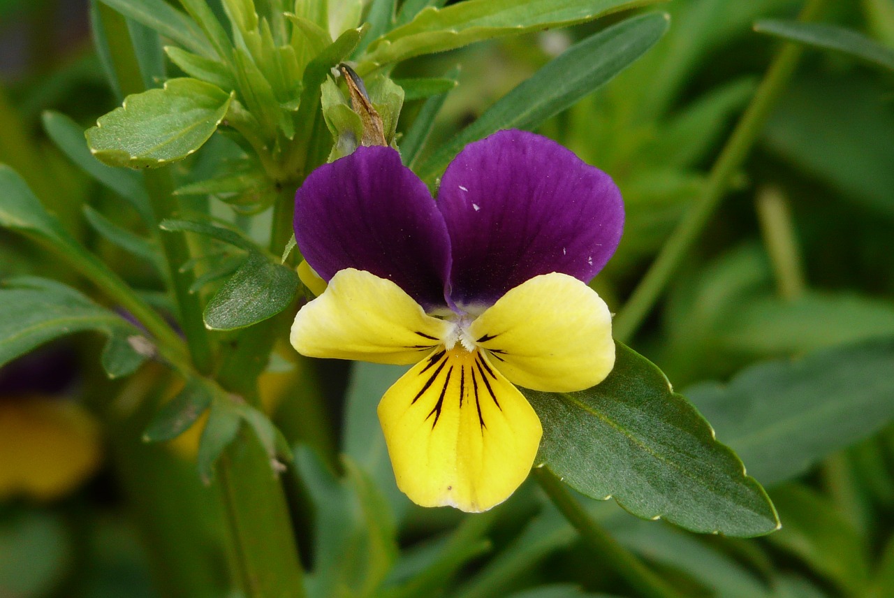 bicolor thought yellow violet free photo