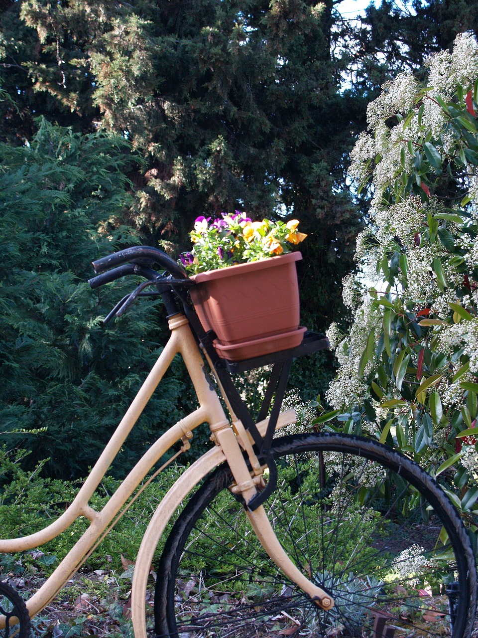 bicycle flowers scenic free photo