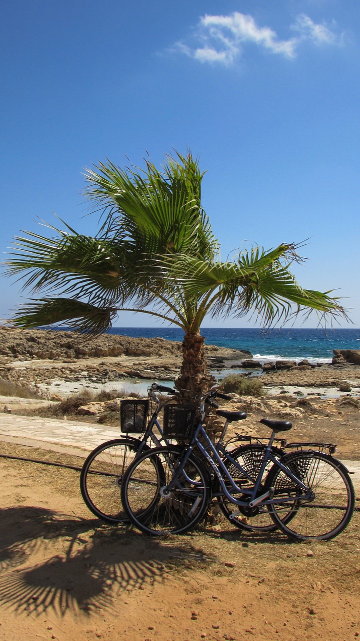 bicycle palm tree nature free photo